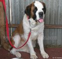 Mannuthy-Thrissur-Dog-Show-2011 (20)